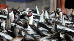 Read more about the article Balık fiyatı belirlenmesi