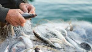Read more about the article Av Yasağı Bulunan Balık Türleri Nelerdir?