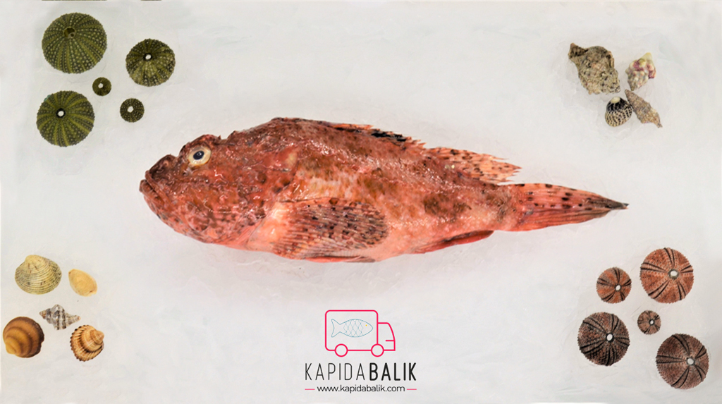 You are currently viewing Adabeyi ile İskorpit Arasındaki Farklar Nelerdir?