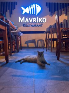 Read more about the article Bodrum’da en hesaplı balık restoranı hangisi?