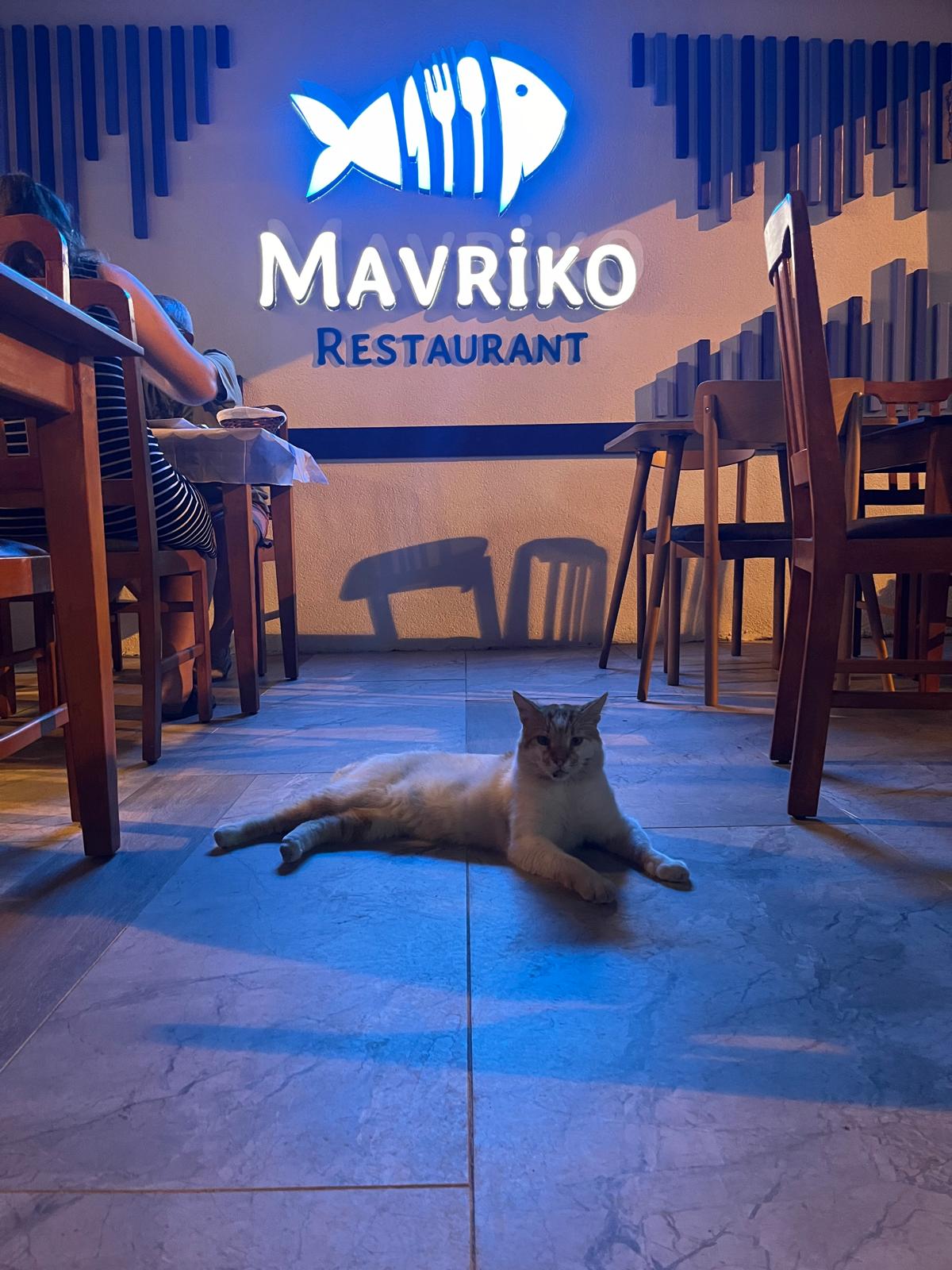 You are currently viewing Bodrum’da en hesaplı balık restoranı hangisi?
